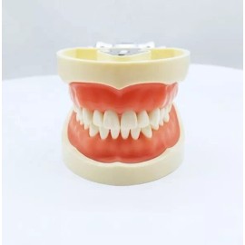 Vedent Cln Tipodonto Tipo Nissiin Encía Suave 32 Dientes