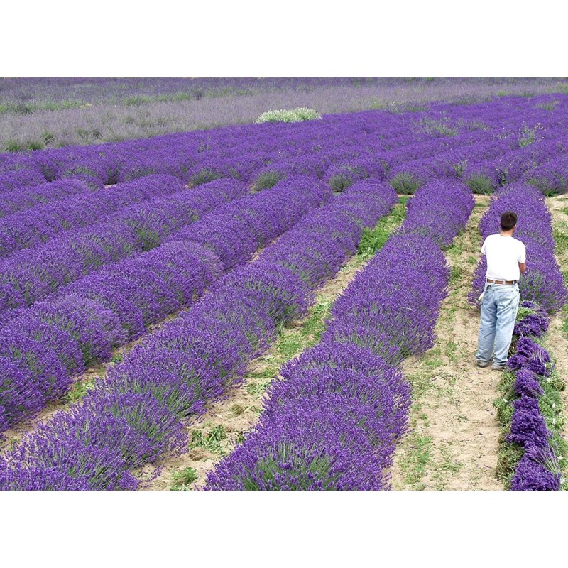Findlavender Lavender Live Plant Royal Velvet Herb 3.5" Size Pot