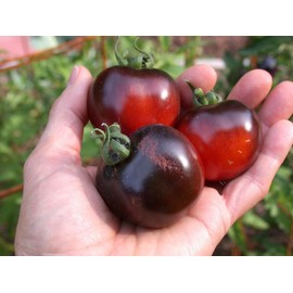 KIRA SEEDS - Black Cherry Tomato - Heirloom Vegetable - GMO Free