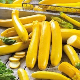 Seeds Zucchini Yellow Heirloom Vegetable for Planting Non GMO