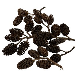 Alder & Casuarina Cones Betta Shrimp Tank Promotes Natural Habitat, Breeding, Tannin Producing Improves Immunity, Easy to Use, by Awesome Aquatic (25 Pack Alder)