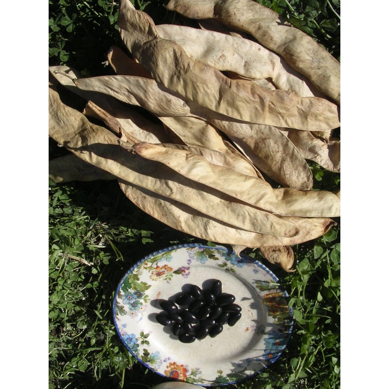 Italian pole bean MAGIC! Original Italian Vigo Romano Flat POLE