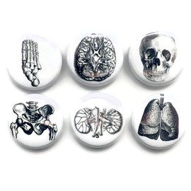 Human Body 6 Anatomy Magnets Medical School Graduation Gift Doctor Nurse Student Foot Hip Kidney Lungs