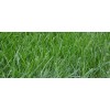 Kentucky 31 Lawn & field Tall Fescue Grass Seed 1