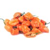 Viridis Hortus - 100 x Habanero Caribbean Orange Chilli Pepper