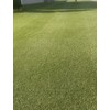 8000 Premium Centipede Grass Seeds with moisture retaining coating