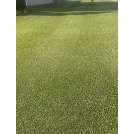 8000 Premium Centipede Grass Seeds with moisture retaining coating