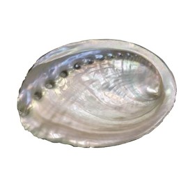 [Abalone Shell] Natural Seashell Dish, Smudging, Purifying, Cleansing, Meditation, White, Sage, Palo Santo Myrrh, Power Stone, Interior Decorative, Stylish, Incense Tray, Ashtray