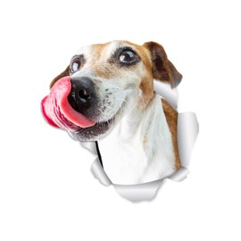 Winston & Bear Hungry Jack Russell Dog Wall Decals - 2 Pack - Jack Russell 3D Sticker Decals for Walls, Cars, Toilet and More - Retail Packaged Jack Russell Gifts