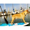 Better Surf than Sorry Pup Deck Dog Traction pad (Blue)