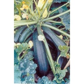 Hazzard's Seeds Squash Summer Spacemiser (Zucchini)    100 seeds