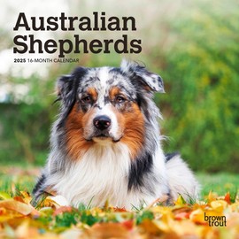 Australian Shepherds | 2025 7 x 14 Inch Monthly Mini Wall Calendar | BrownTrout | Animals Dog Breeds