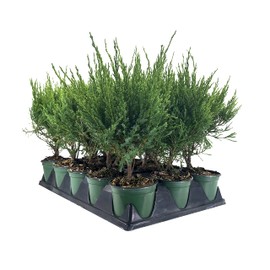 Sea Green Juniper - 15 Live 4 Inch Pots - Juniperus Chinensis - Drought Tolerant Cold Hardy Evergreen Border Screening Plant