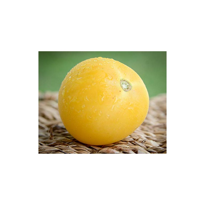 Garden Peach Cocona Peruvian Heirloom Tomato Premium Seeds for Planting