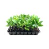 Southern Magnolia Grandiflora | 3 Live Trees | Beautiful Evergreen