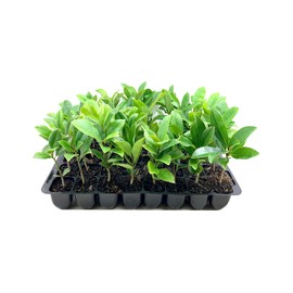 Southern Magnolia Grandiflora | 3 Live Trees | Beautiful Evergreen Specimen Plant Fragrant Blooms