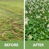 Flawn Seed Dutch White Clover Seed, 5 Lbs, Organic Coated,
