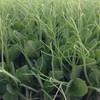 Pea Seeds, Afila 595-25 Lb Bulk ~50000 Seeds - Non-GMO,