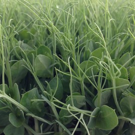Pea Seeds, Afila 595-25 Lb Bulk ~50000 Seeds - Non-GMO, Heirloom - Vegetable Garden & Microgreens