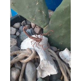 Wire Wrapped Copper Scorpion Cactus Garden Home Decorations 3D Sculpture