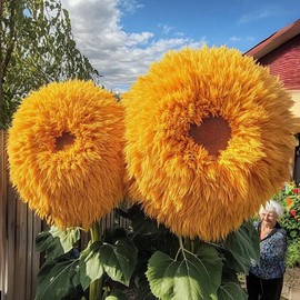 50pcs Rare Yellow Enchanting Giant Teddy Bear Sunflower Seeds Non-GMO Heirloom