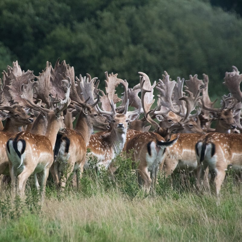 EPIC Venison Sea Salt & Pepper Bars, Keto Friendly, Gluten