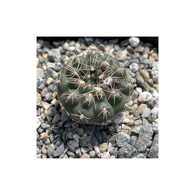 Gymnocalycyum Ruta