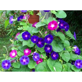 TomorrowSeeds - Morning Glory Tall Mix Seeds - 125+ Count Packet - for 2024 Ipomoea Purpurea Multi Color Variety Blue Pink Purple White Flower Seed