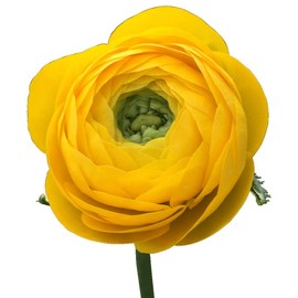 Utopia Seeds 12 Yellow French Peony Ranunculus Corms