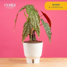 Costa Farms Live Indoor Trending Tropicals Begonia Maculata Plant 15-Inches Tall, White Décor Pot