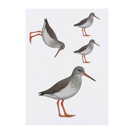 4 x 'Redshank Bird' Temporary Tattoos - Water Resistant, Skin-Safe, Non-Toxic Transfers, Mixed Sizes (TO00077608)