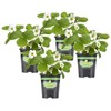 Bonnie Plants Strawberry, Live Plant, 19.3 oz. (4-Pack)
