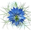 1000 Seeds -Blue Love in a Mist - Nigella -