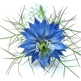 1000 Seeds -Blue Love in a Mist - Nigella - Easy to Grow