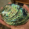 Large Abalone Shell Polished Paua Rainbow LG Sea Green Blue