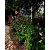 Hollyhock Single Mixed Colors - 250 Seeds - Long Blooming