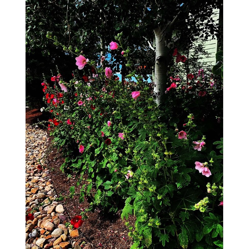 Hollyhock Single Mixed Colors - 250 Seeds - Long Blooming