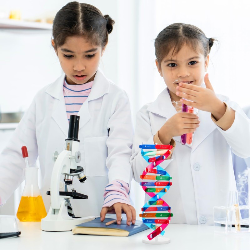 NUOBESTY 1 Set DNA Model, Double Helix Human DNA Model