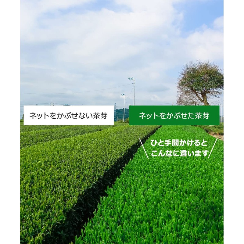 Shizuoka Prefecture First Picked Ichiban Tea 100% Green Tea Leaf