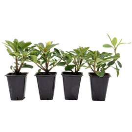4 Wheeler’s Dwarf Shrubs | Live Plants in 2.5-inch Nursery Cubes | Pittosporum Tobira Variety | Hardy Drought-Tolerant Evergreen | Compact Hedges and Bushes for Home and Garden Landscaping