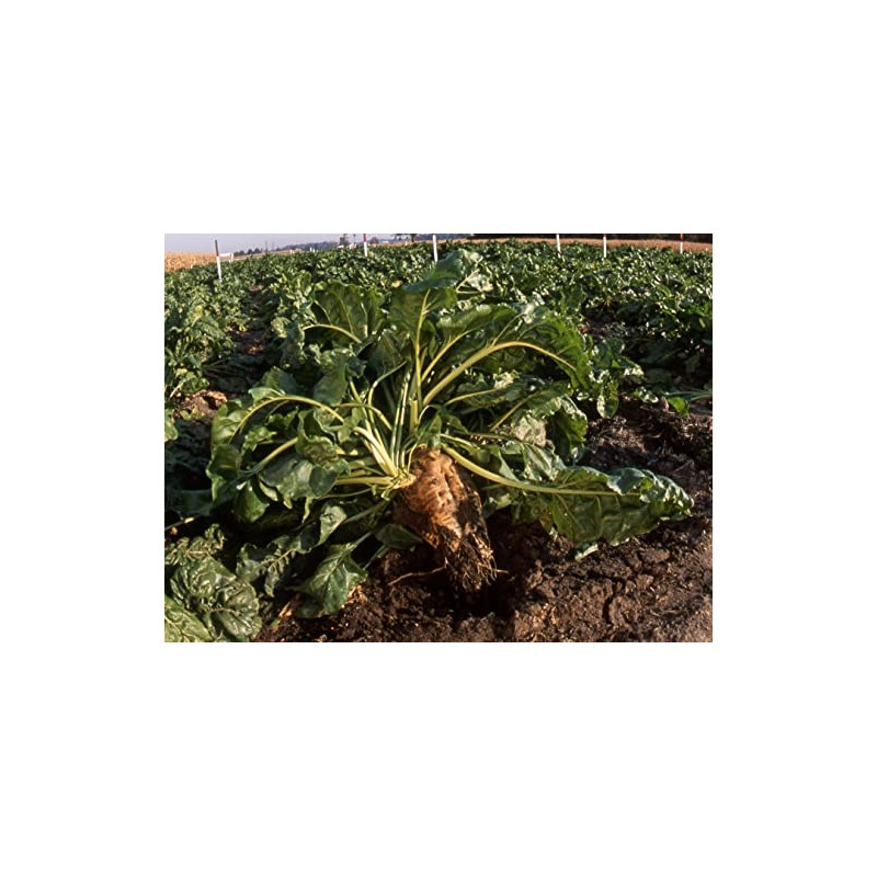 300 Sugar Beet Beet Seeds for Planting 5 Grams of