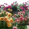 200+ Mix Climbing Rose Seeds for Planting Outdoors Ornamental Climbing