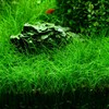 5 Pack Aquarium Plant S.e.e.d Set, not Artificial plasticl Plant.