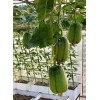 Fresh Apple Luffa Seeds - Muop Tao, Rare Heirloom Non-GMO