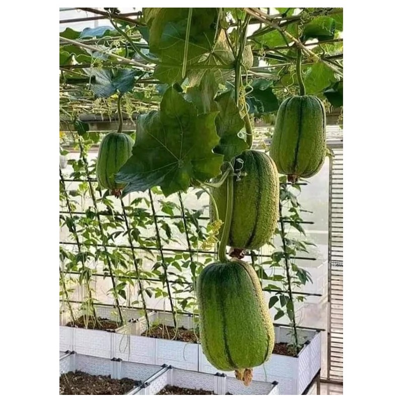 Fresh Apple Luffa Seeds - Muop Tao, Rare Heirloom Non-GMO