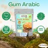 Pure & Natural Gum Aacia Arabic Traditional Premium Hashab Acacia