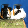 FOIMAS Mini Graduation Caps with Tassel,4pcs Small Animal Bachelor Hats