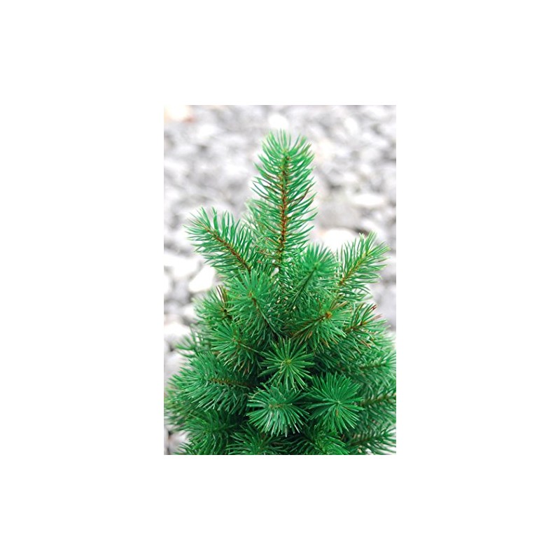 Mini Christmas Tree 33 cm Very Real Looking