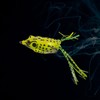 TFMSAN Topwater Frog Lures 5pcs for Bass Fishing Weedless Fishing