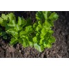 Greek Parsley Seeds, Pack of 1000 Parsley Seeds for Planting